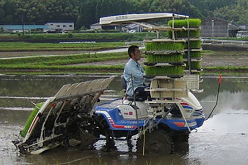 田植え（6月）